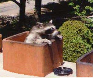 racoon in chimney